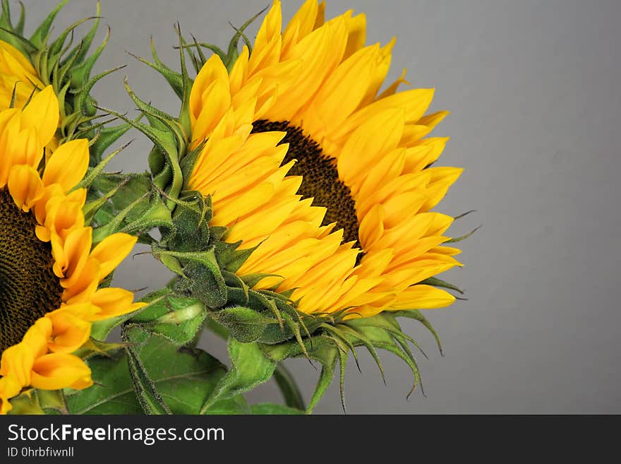 Flower, Sunflower, Yellow, Flowering Plant