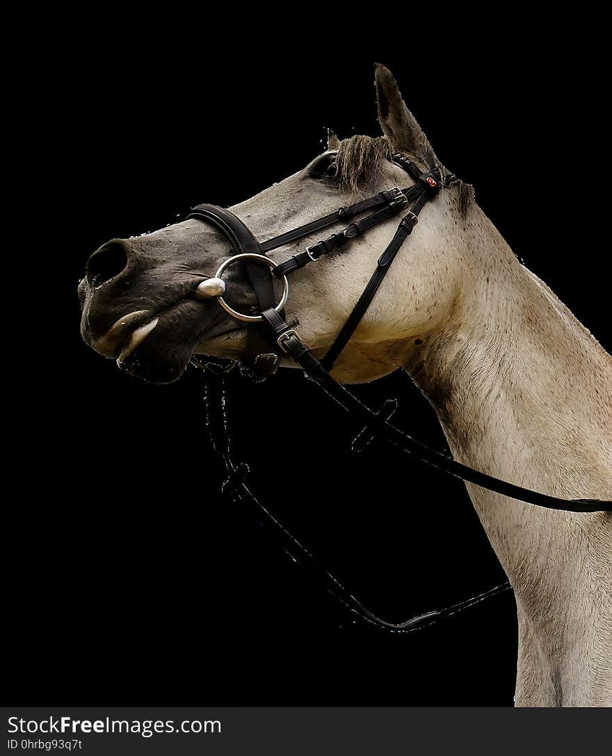 Horse, Halter, Bridle, Horse Tack