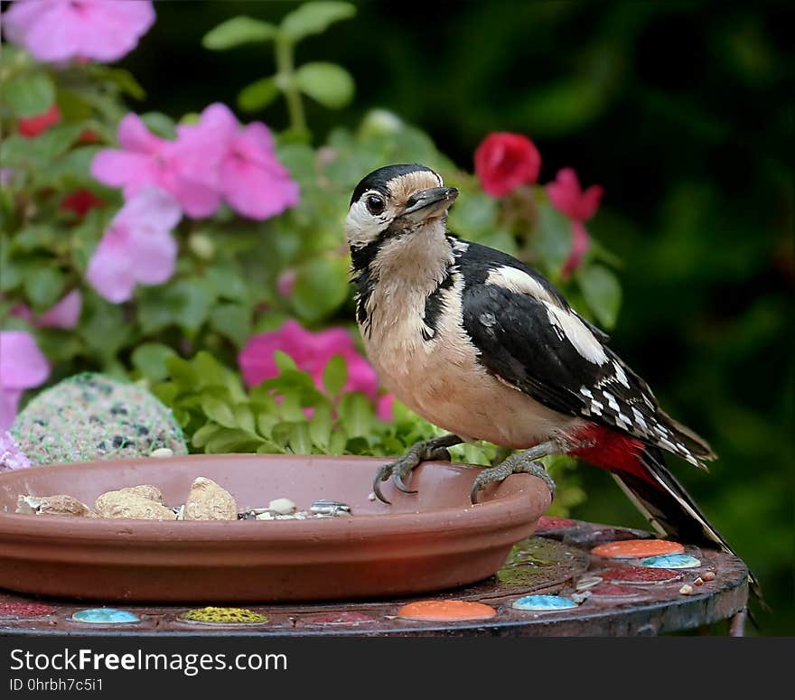 Bird, Fauna, Beak, Plant