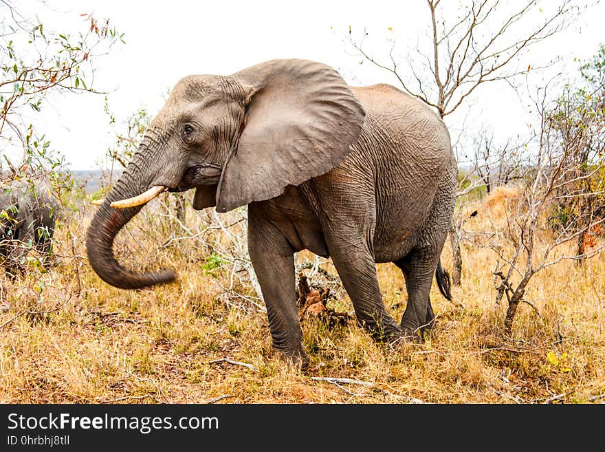 Elephant, Elephants And Mammoths, Wildlife, Terrestrial Animal