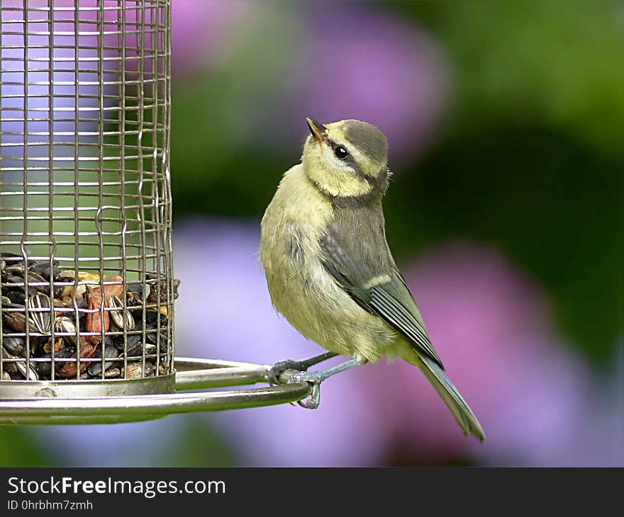 Bird, Fauna, Beak, Old World Flycatcher