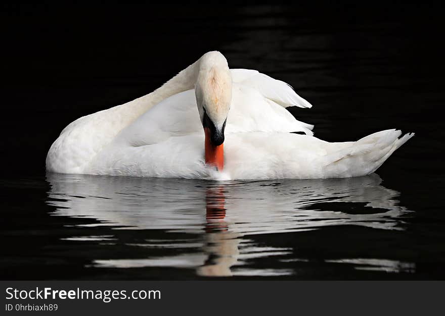 Bird, Swan, Water Bird, Ducks Geese And Swans