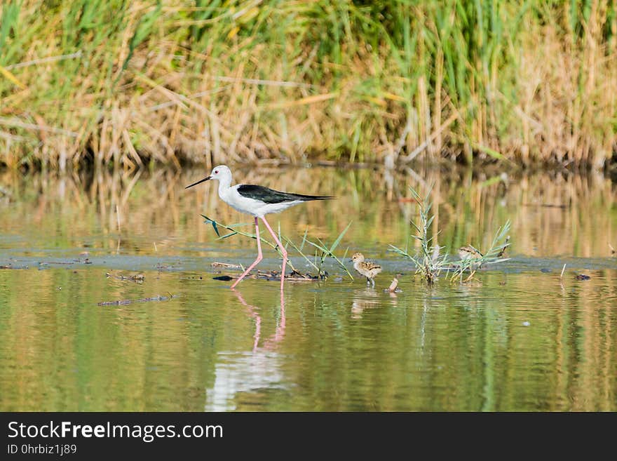 Bird, Ecosystem, Nature Reserve, Fauna