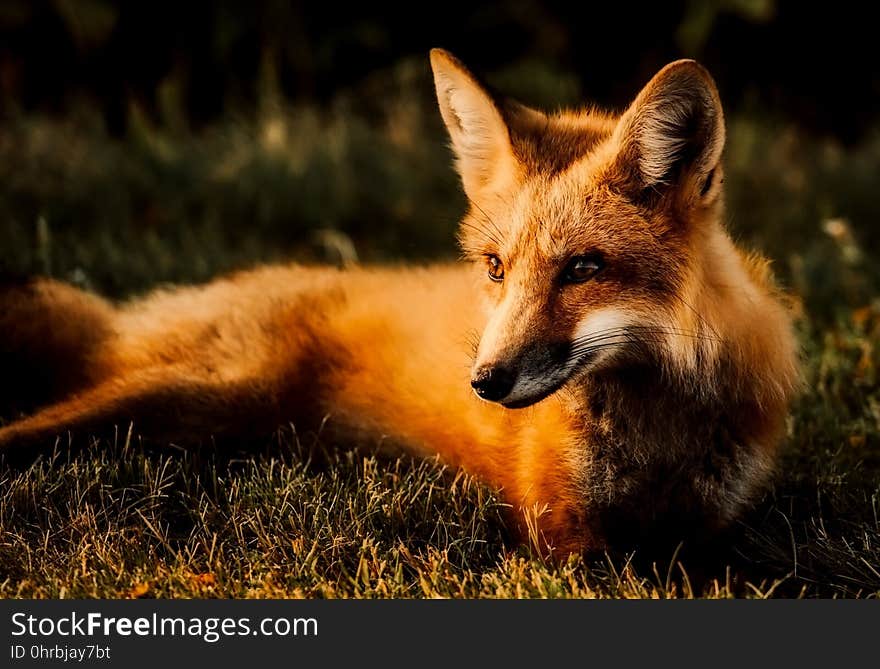 Fox, Wildlife, Red Fox, Fauna