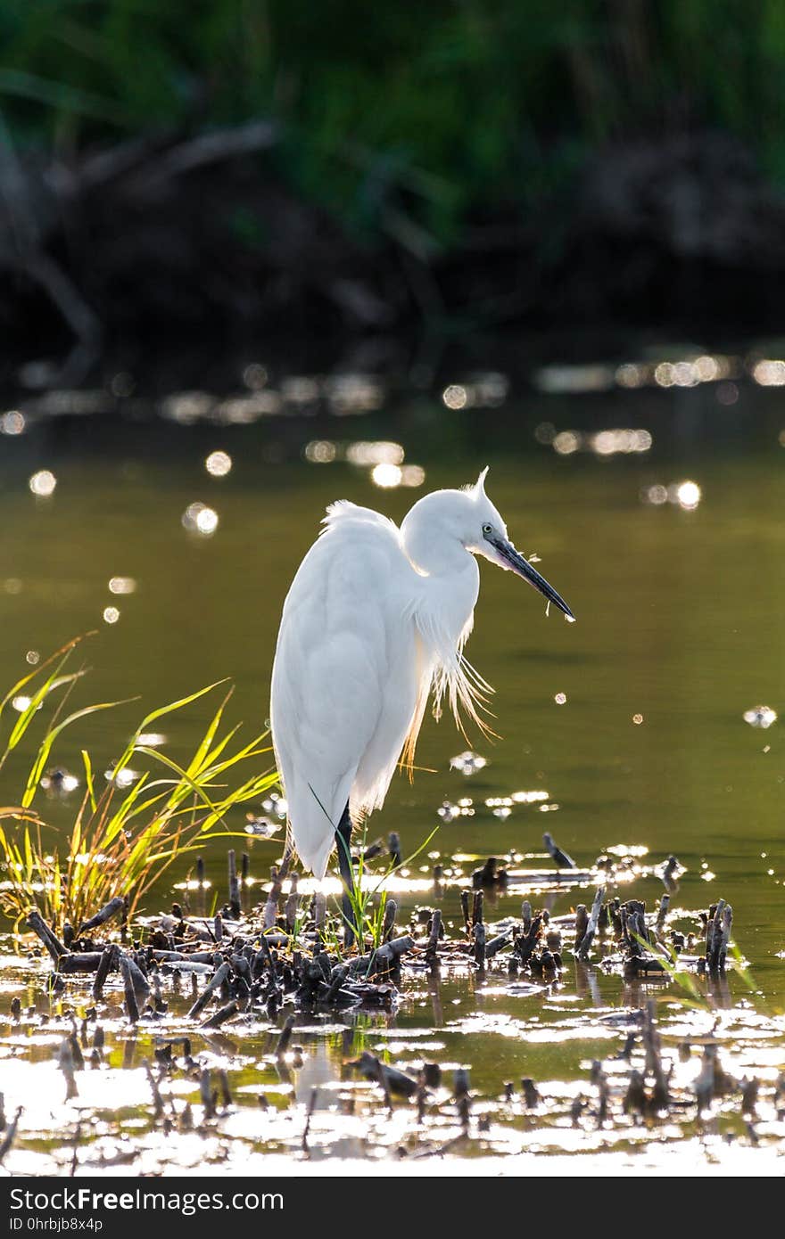 Bird, Water, Beak, Egret