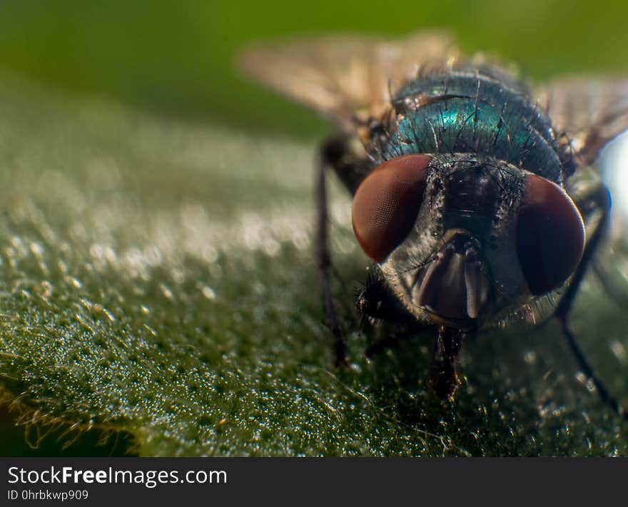 Insect, Macro Photography, Close Up, Fly