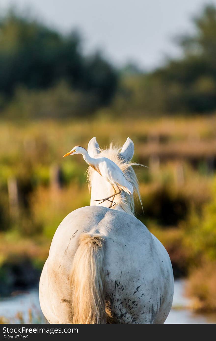 Horse, Horse Like Mammal, Livestock, Mane