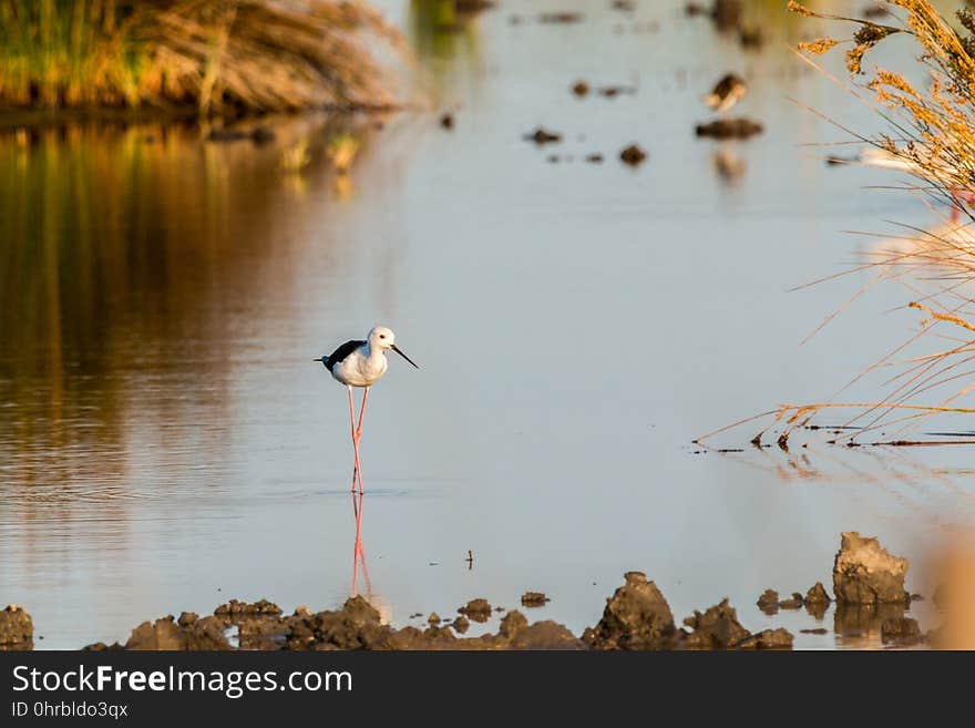 Water, Reflection, Bird, Fauna