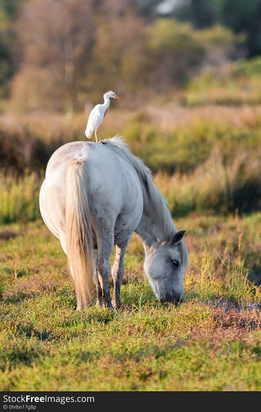 Horse, Fauna, Pasture, Crane Like Bird