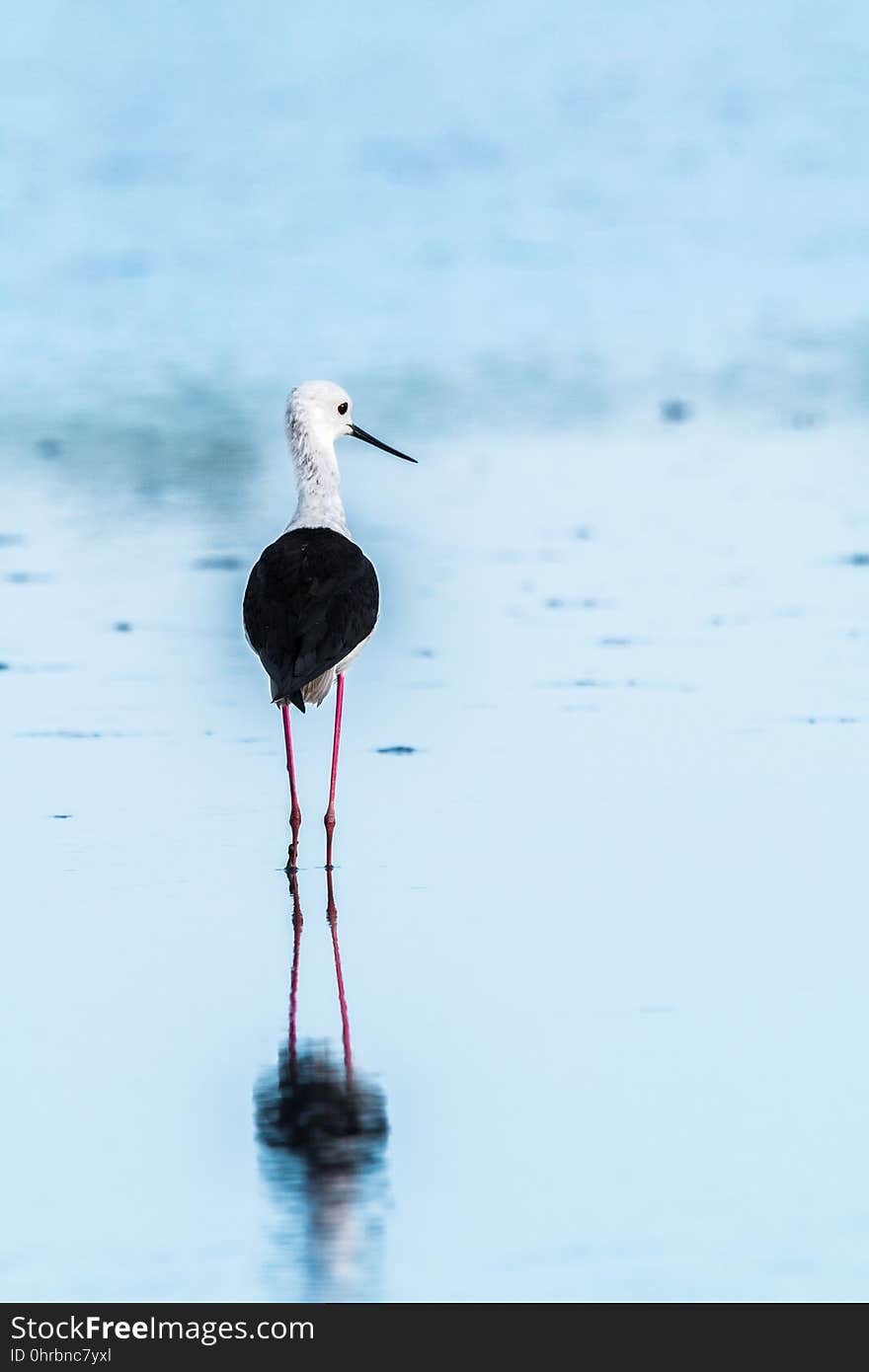 Bird, Water, Stilt, Shorebird