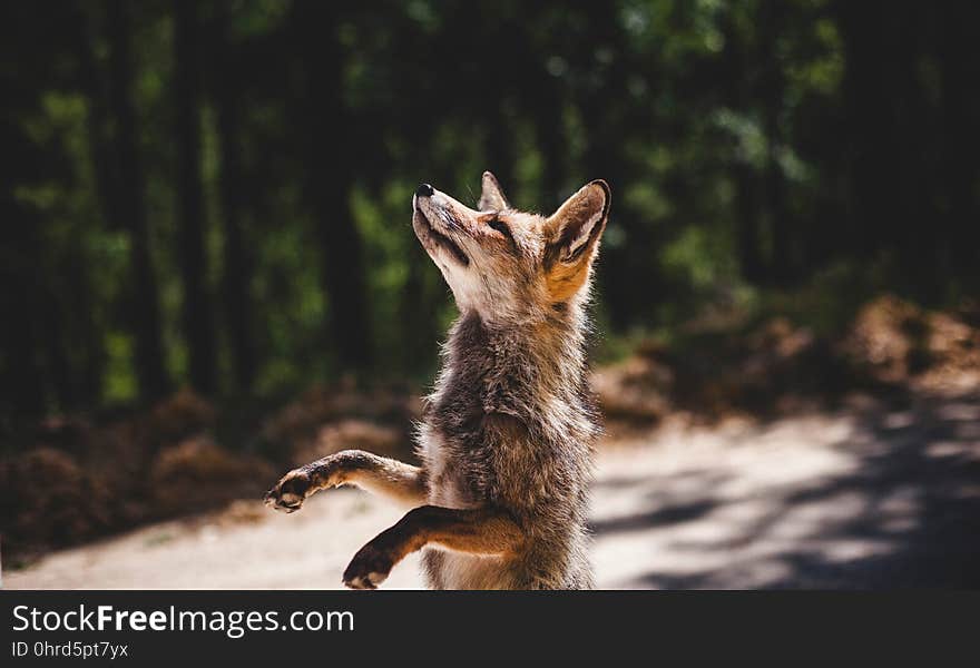 Mammal, Wildlife, Fauna, Fox