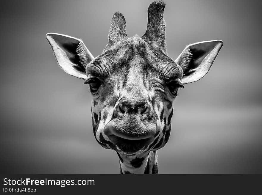 Giraffe, Wildlife, Black And White, Mammal