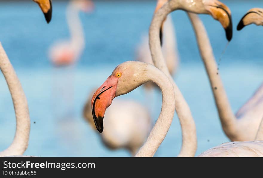 Flamingo, Water Bird, Beak, Bird