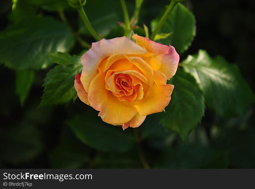 Flower, Rose, Rose Family, Yellow