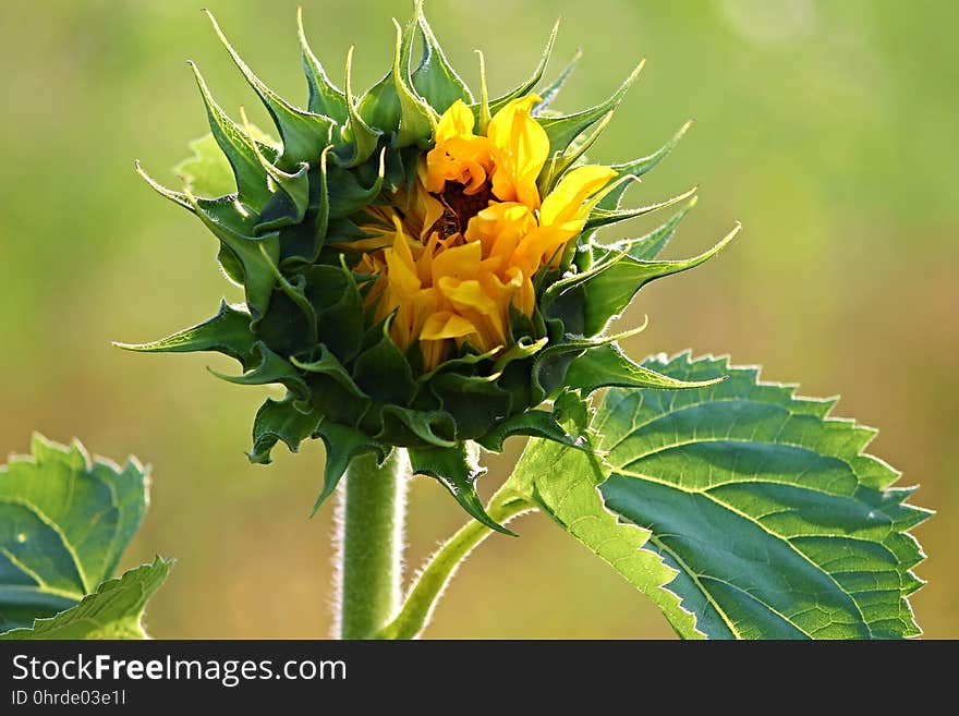 Flower, Plant, Flowering Plant, Sunflower