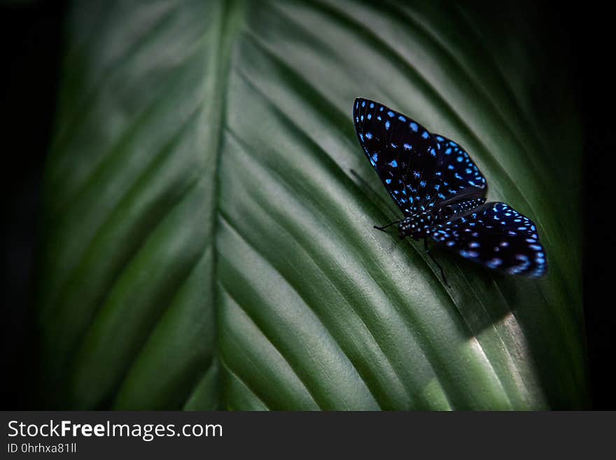 Blue big butterfly sitting on green leaves, beautiful insect in the nature habitat.