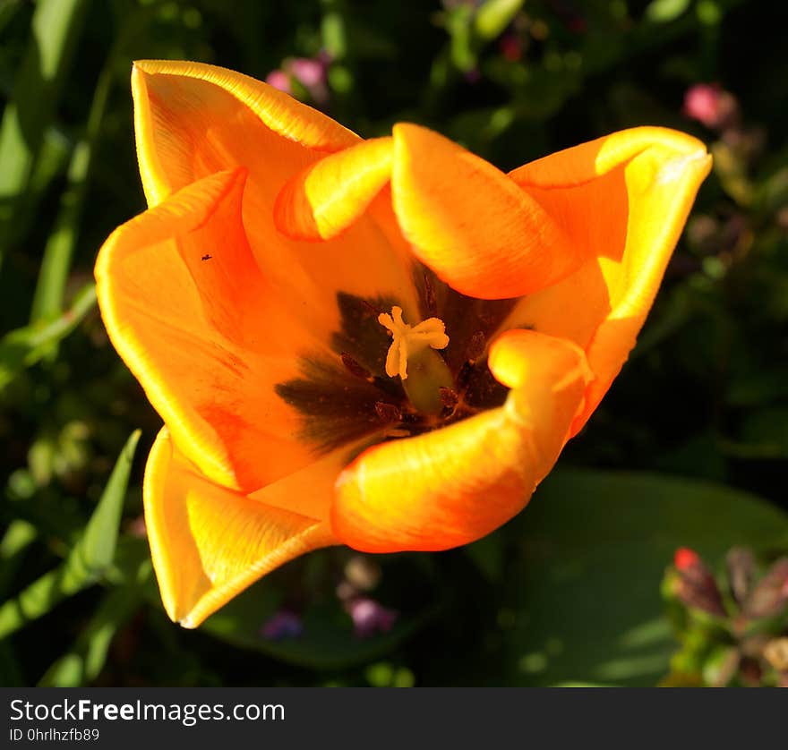 Flower, Wildflower, Yellow, Flora