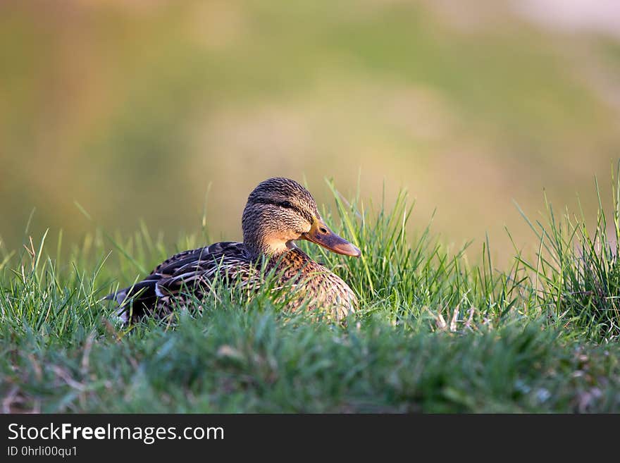 Bird, Duck, Fauna, Beak