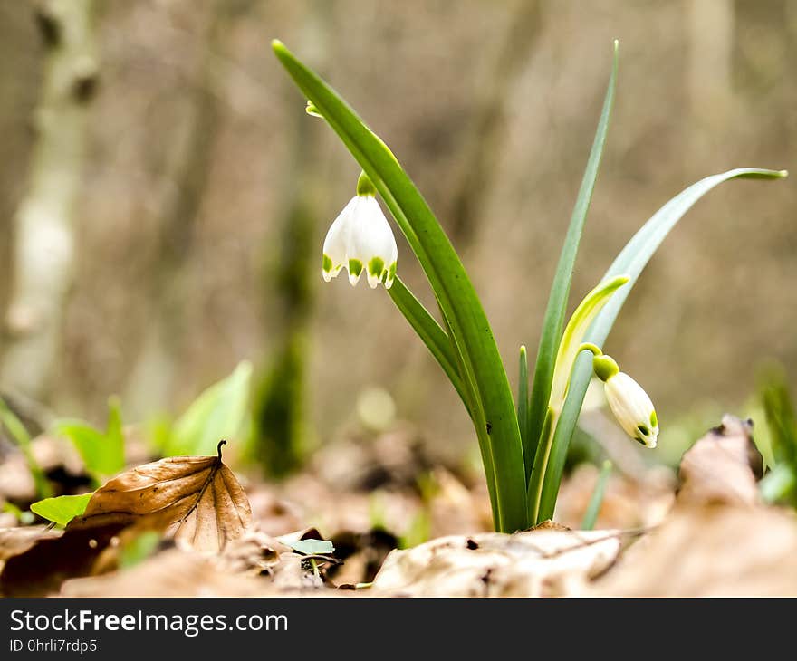 Flower, Plant, Galanthus, Flora