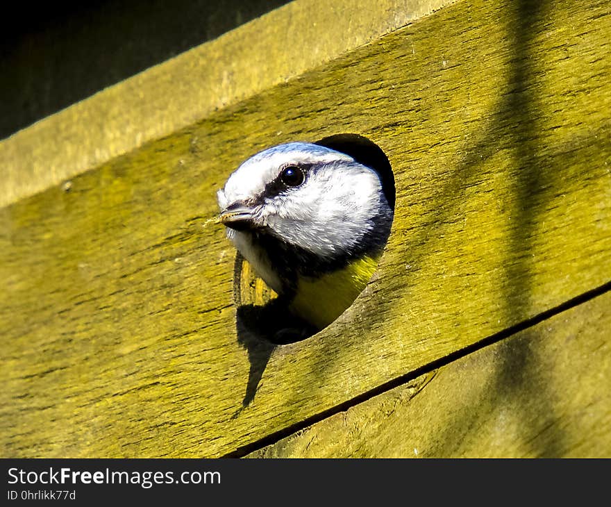 Bird, Beak, Fauna, Chickadee