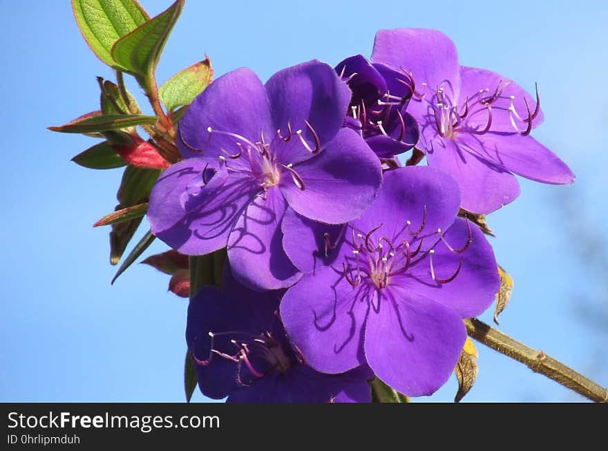 Flower, Flowering Plant, Plant, Flora