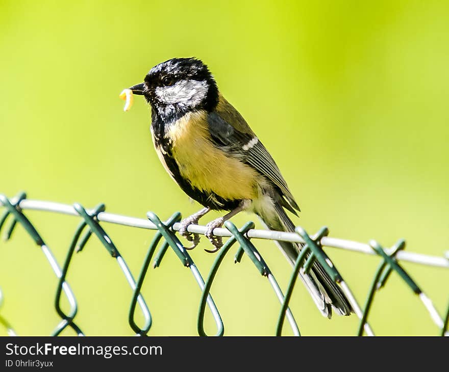 Bird, Fauna, Beak, Finch