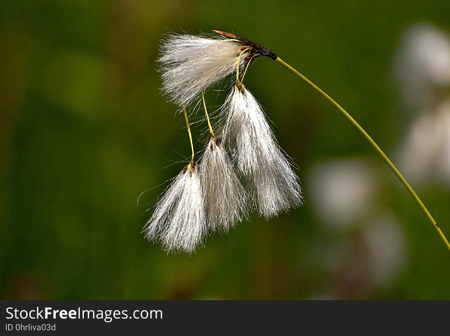 Insect, Leaf, Flora, Grass