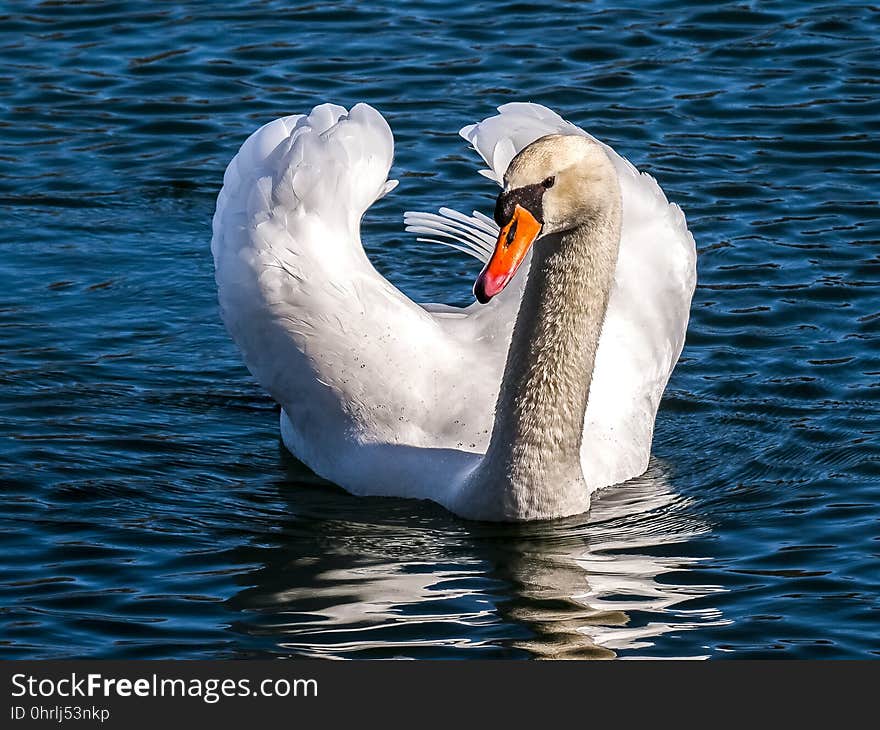 Swan, Bird, Beak, Water Bird