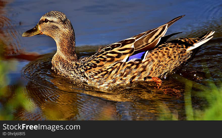 Bird, Duck, Mallard, Water Bird