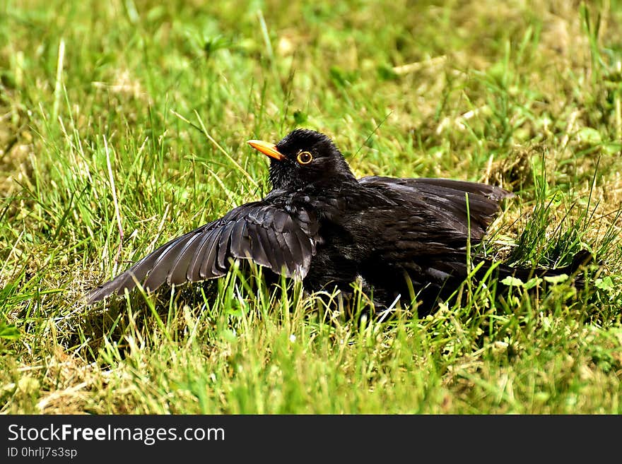 Bird, Blackbird, Beak, Fauna