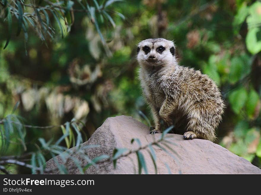 Meerkat, Fauna, Mammal, Viverridae