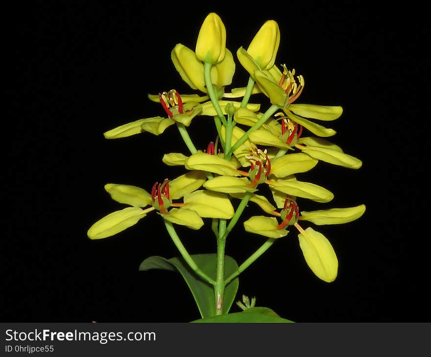 Flower, Flora, Yellow, Flowering Plant