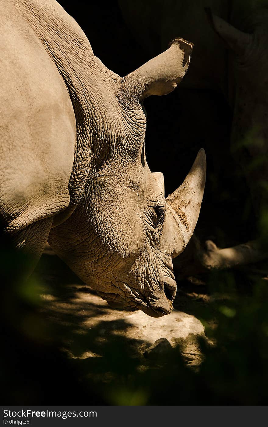 Wildlife, Fauna, Rhinoceros, Mammal