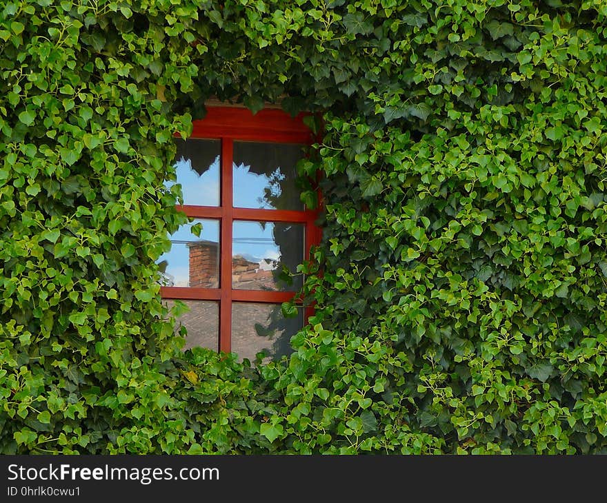 Green, Leaf, Vegetation, Plant