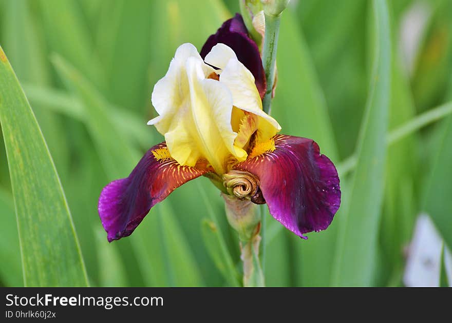 Flower, Plant, Flora, Flowering Plant