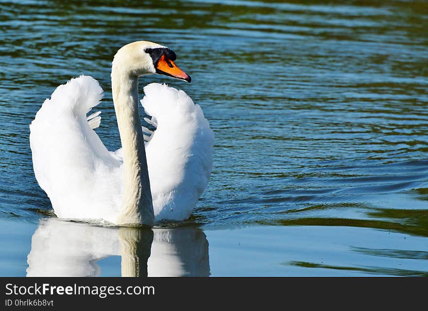 Bird, Water, Water Bird, Swan