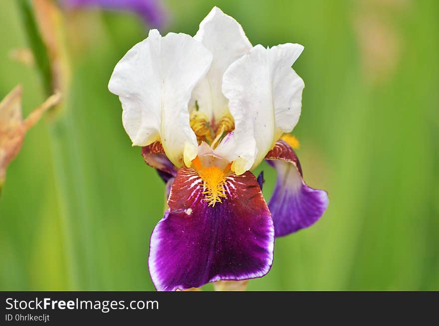 Flower, Flowering Plant, Flora, Plant