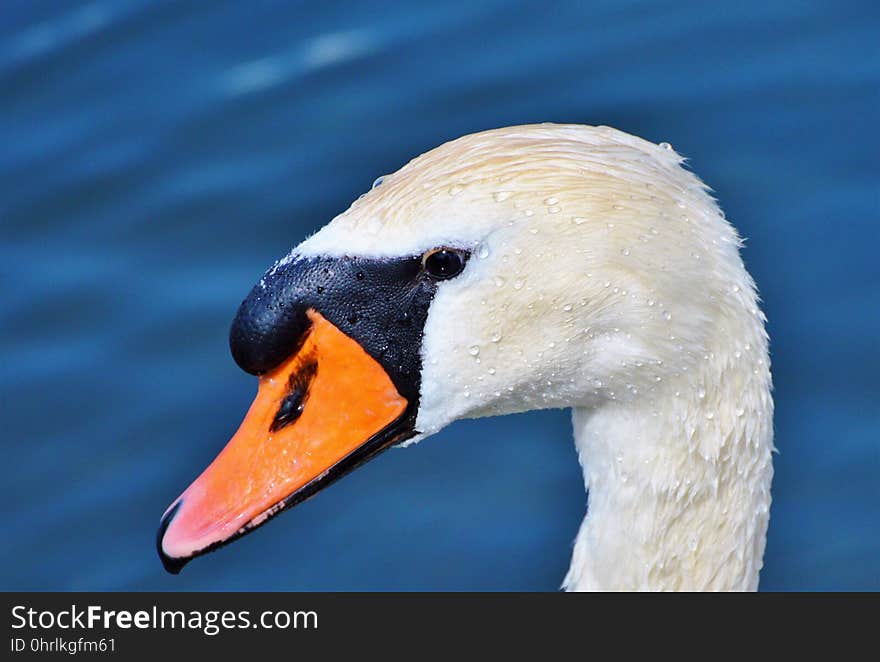 Beak, Bird, Water Bird, Ducks Geese And Swans