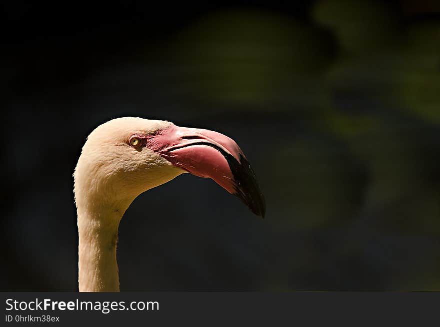 Beak, Bird, Close Up, Water Bird