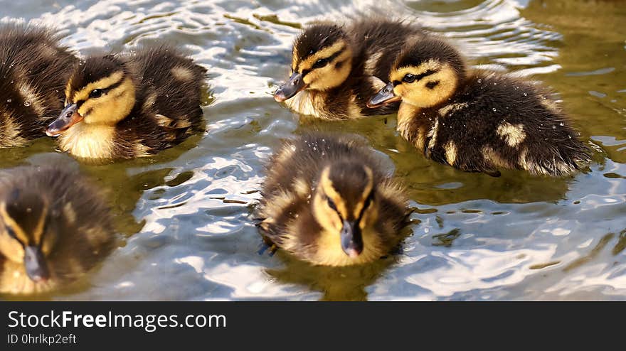 Duck, Bird, Ducks Geese And Swans, Water Bird