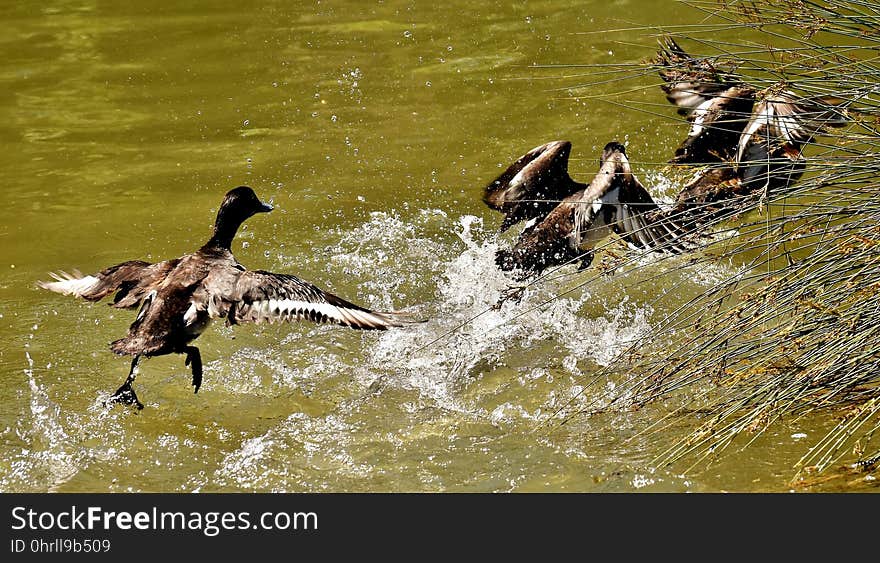 Bird, Water, Fauna, Ecosystem