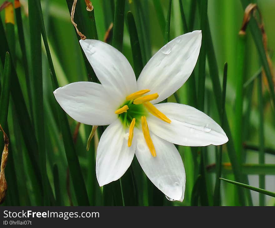 Flower, Plant, Flora, Flowering Plant