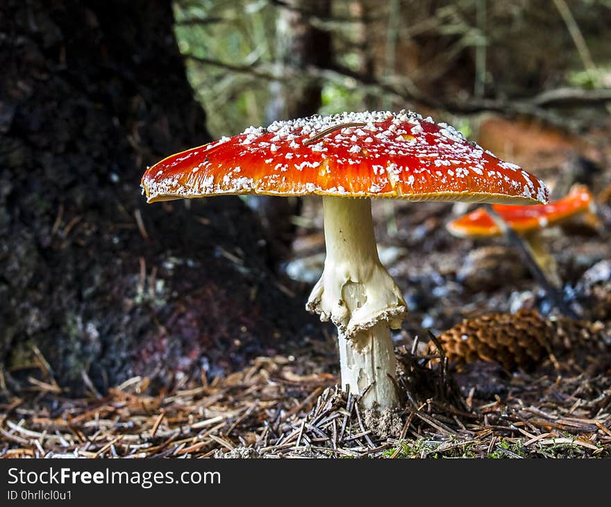 Fungus, Mushroom, Agaric, Bolete