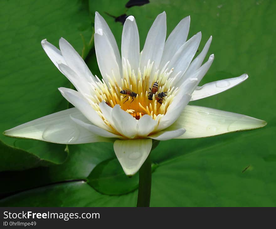 Flower, Flora, Plant, Aquatic Plant