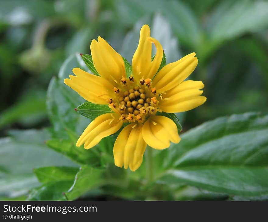 Flower, Yellow, Flora, Plant