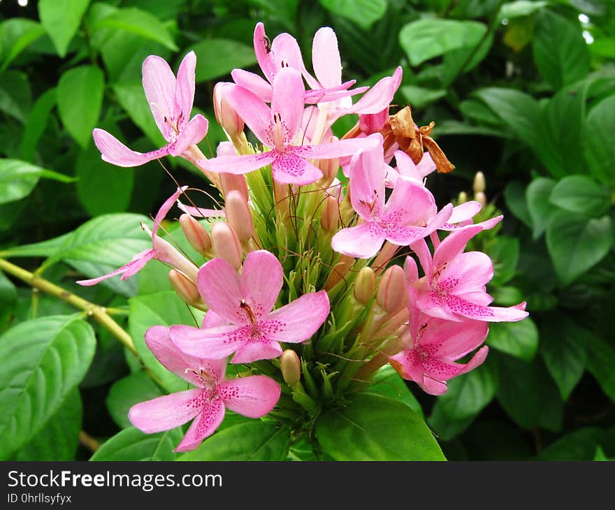 Plant, Flower, Flora, Flowering Plant