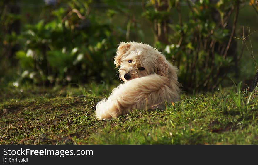 Dog Breed, Dog, Dog Like Mammal, Goldendoodle