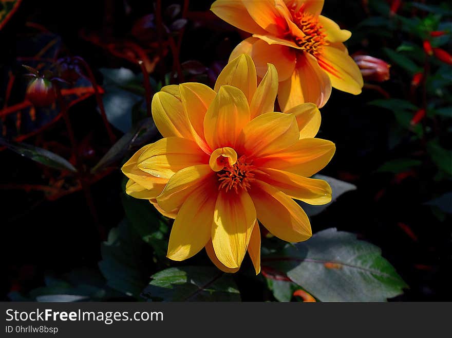 Flower, Yellow, Flora, Plant