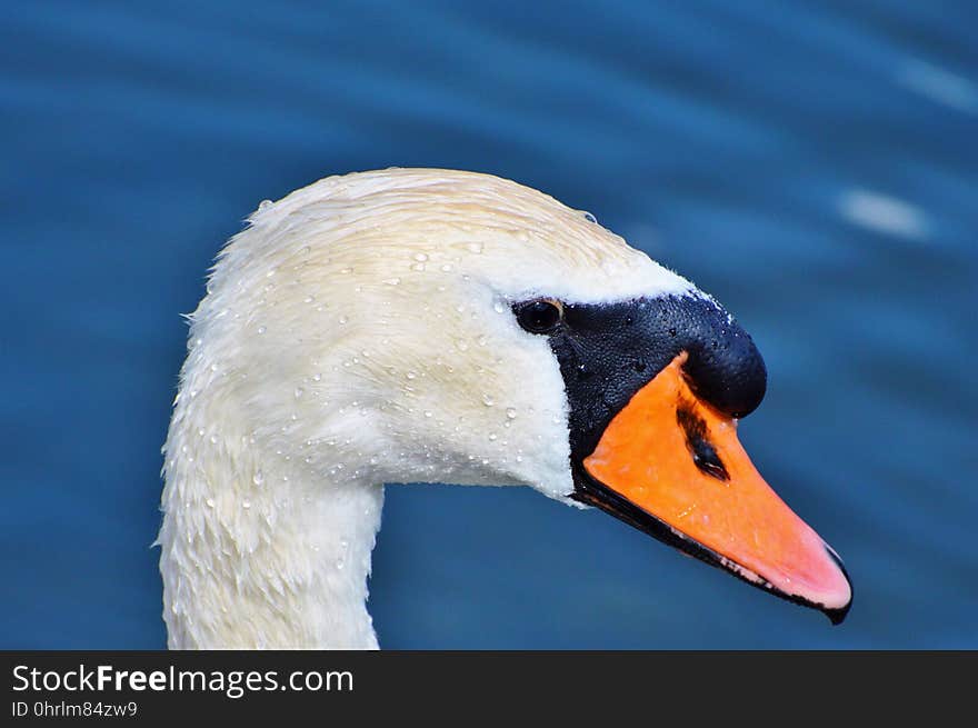 Beak, Bird, Water Bird, Ducks Geese And Swans