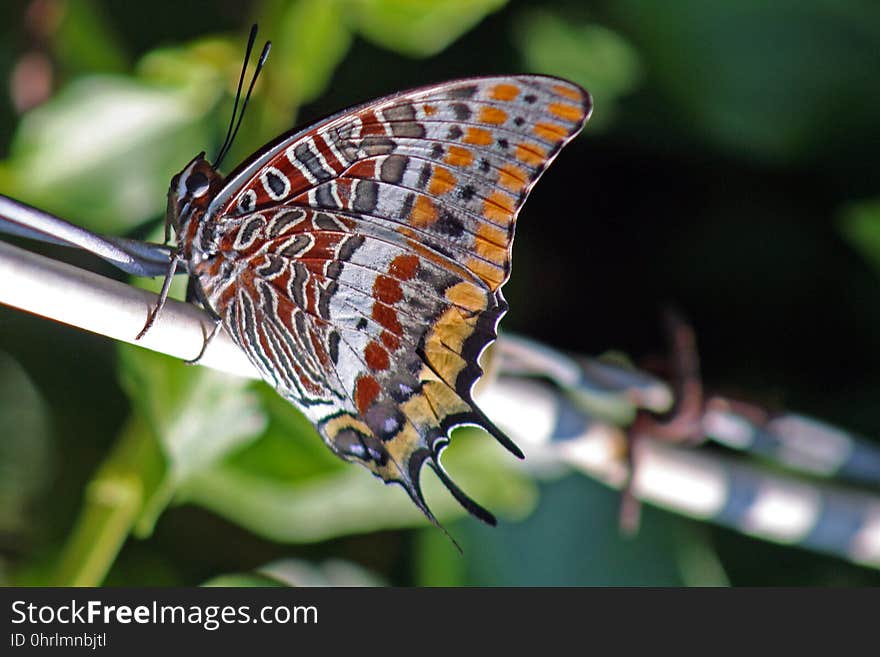 Butterfly, Insect, Moths And Butterflies, Invertebrate